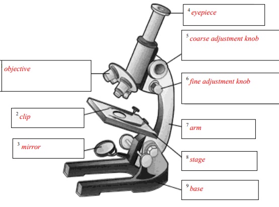 Microscope Activity | Chemistry Science Fair Project