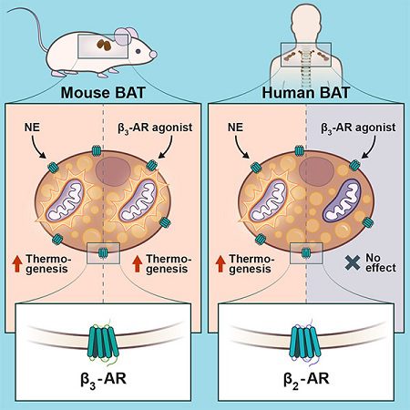 brown fat activation