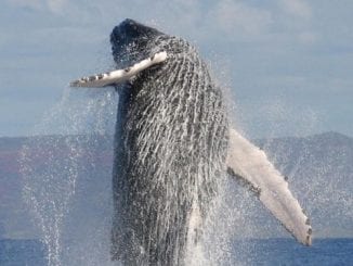 Humpback whale