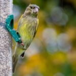 The guidance is designed to reduce trichomonosis transmission and protect vulnerable garden birds.