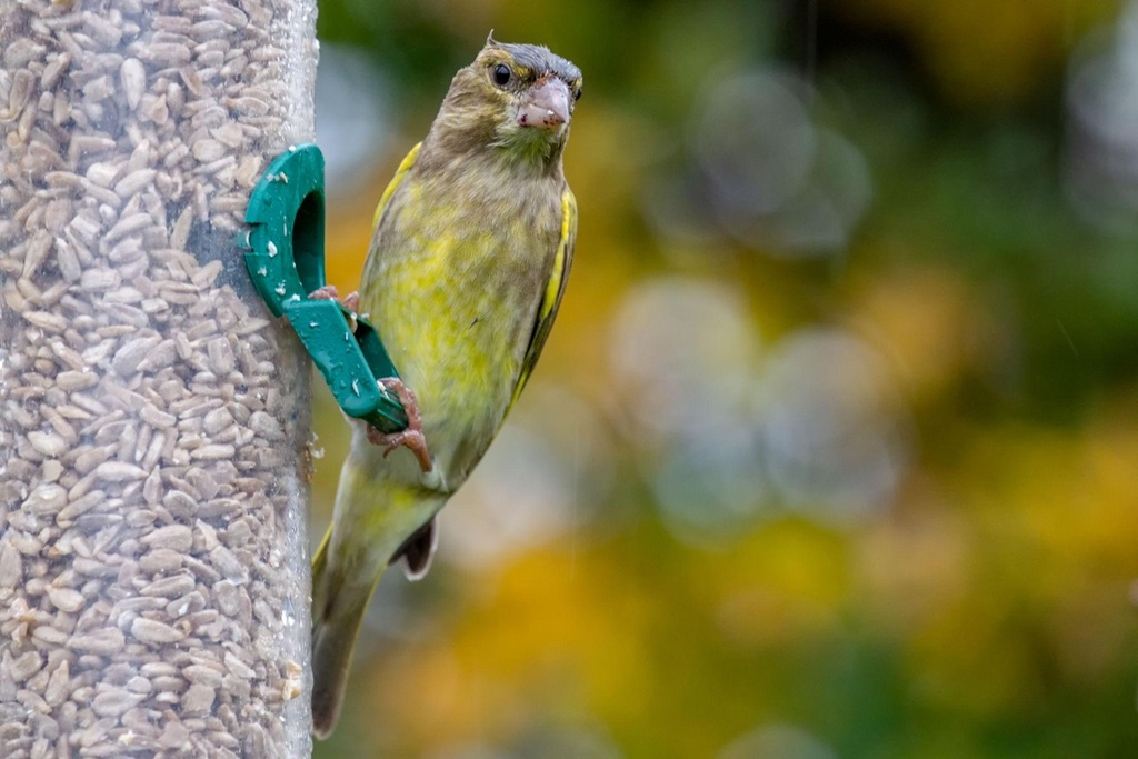 The guidance is designed to reduce trichomonosis transmission and protect vulnerable garden birds.